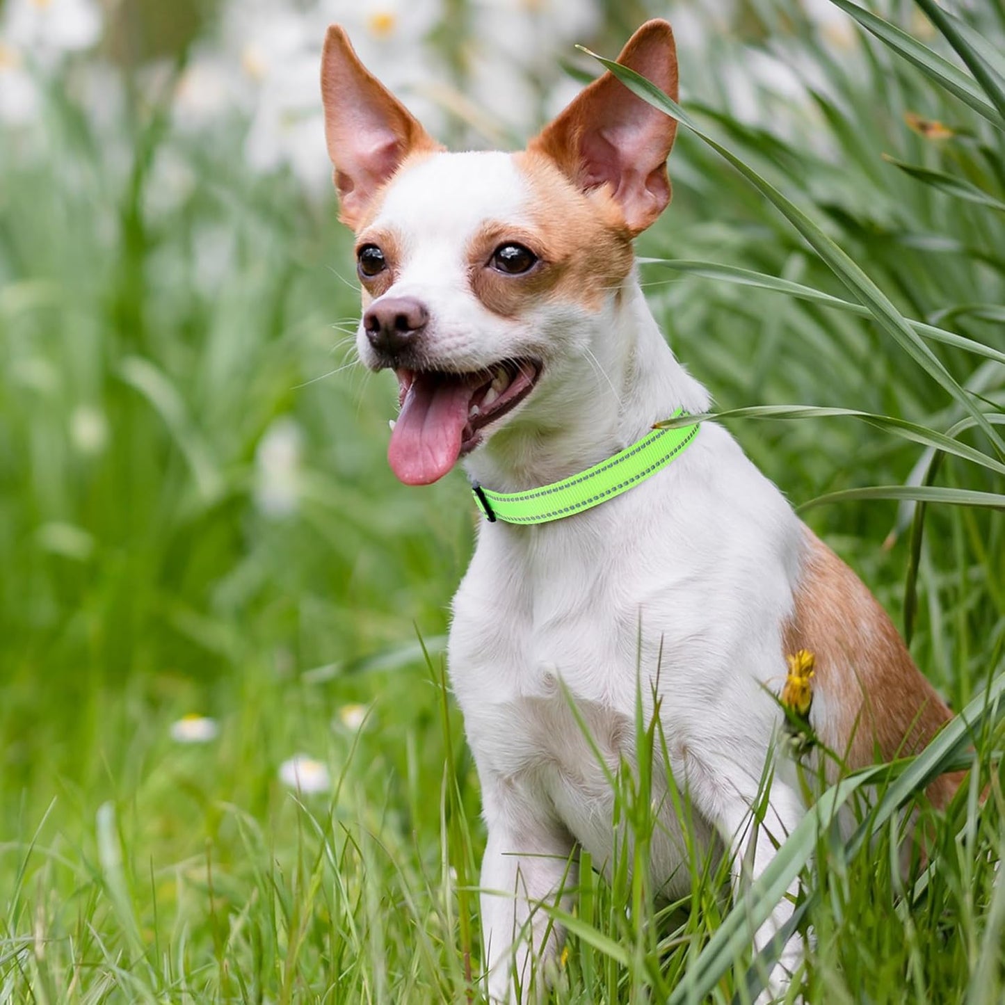 Nylon Night Light Glow Collar, Reflective Light up Dog Collar, Fluorescent Self-Luminescent Strap for Small Medium Large Dogs (Lime, S Neck11-15")