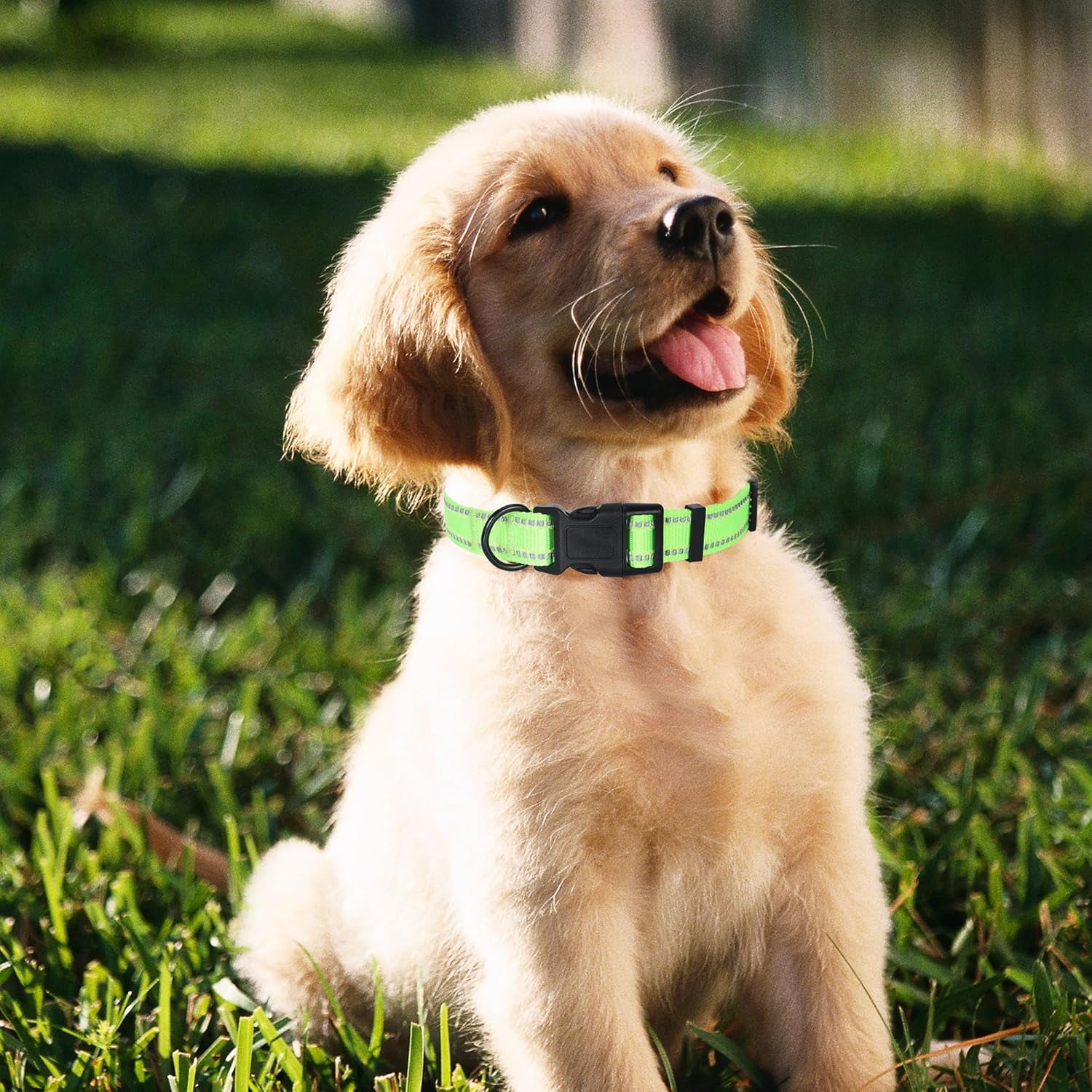 Nylon Night Light Glow Collar, Reflective Light up Dog Collar, Fluorescent Self-Luminescent Strap for Small Medium Large Dogs (Lime, S Neck11-15")